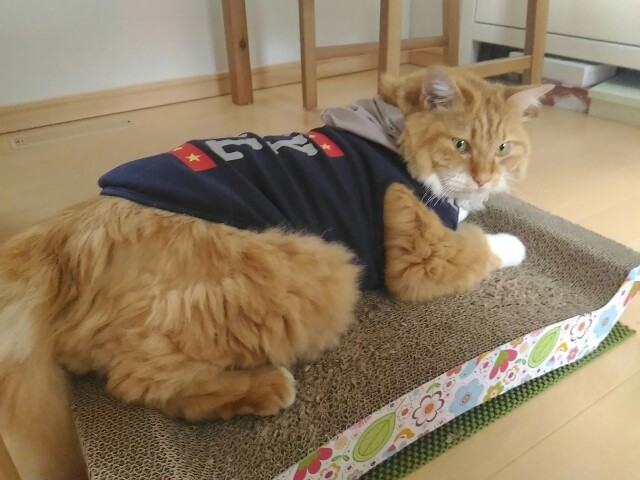 f:id:izumihudousan2007:20200726132132j:image