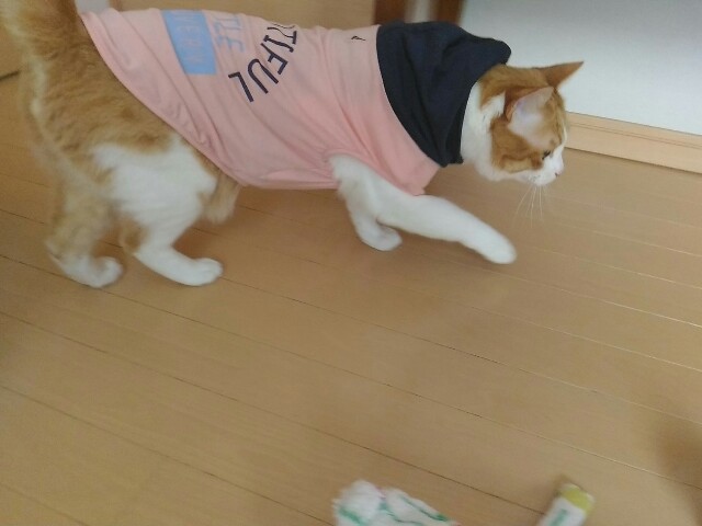 f:id:izumihudousan2007:20200726132207j:image