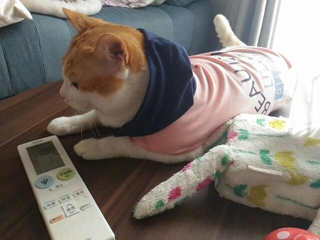 f:id:izumihudousan2007:20200726132226j:image