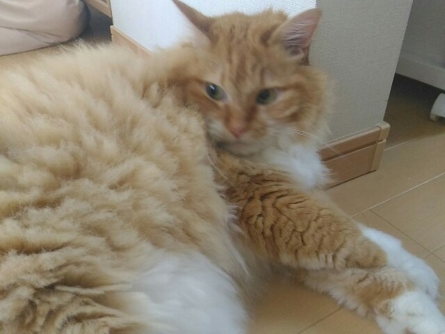 f:id:izumihudousan2007:20200821063602j:image