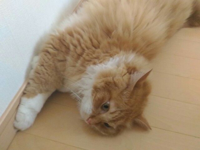 f:id:izumihudousan2007:20200821063638j:image