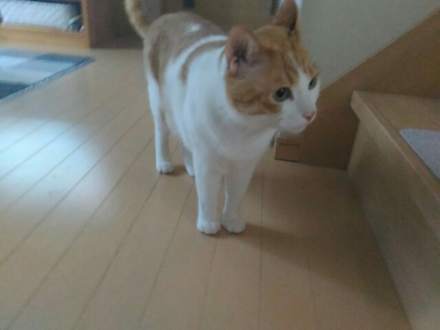 f:id:izumihudousan2007:20200826062057j:image