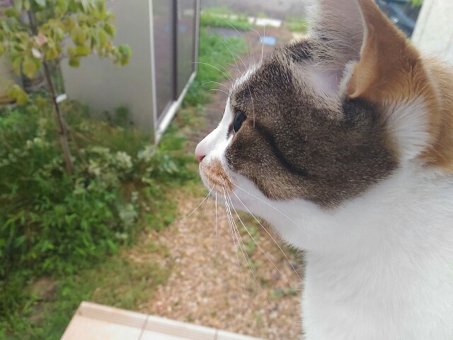 f:id:izumihudousan2007:20200912234833j:image