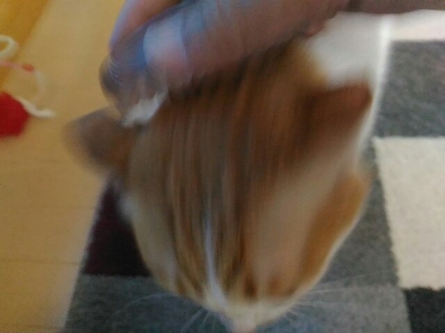 f:id:izumihudousan2007:20200914075949j:image