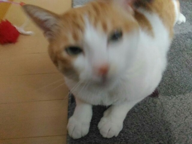 f:id:izumihudousan2007:20200914080042j:image