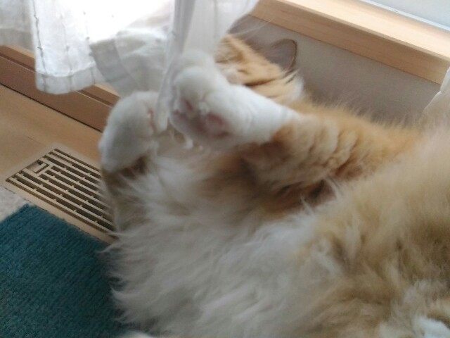 f:id:izumihudousan2007:20200914080328j:image
