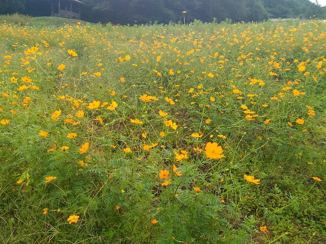 f:id:izumihudousan2007:20200920200952j:image f:id:izumihudousan2007:20200920200952j:image