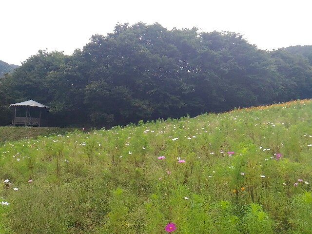 f:id:izumihudousan2007:20200920201017j:image f:id:izumihudousan2007:20200920201017j:image