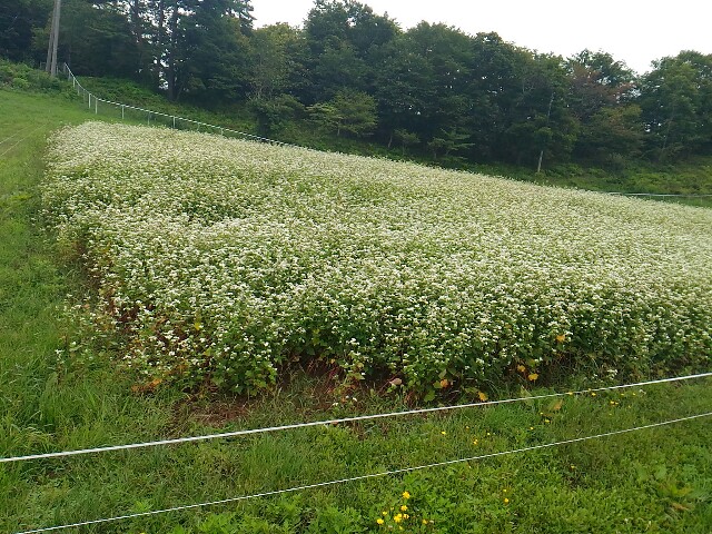f:id:izumihudousan2007:20200920201315j:image f:id:izumihudousan2007:20200920201315j:image
