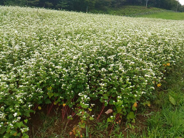f:id:izumihudousan2007:20200920201353j:image f:id:izumihudousan2007:20200920201353j:image