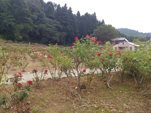 f:id:izumihudousan2007:20200920201626j:image f:id:izumihudousan2007:20200920201626j:image