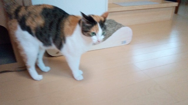 f:id:izumihudousan2007:20200929063827j:image