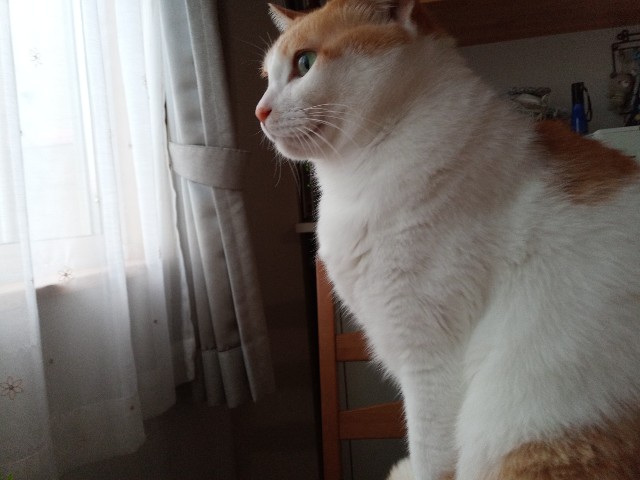 f:id:izumihudousan2007:20201016070146j:image f:id:izumihudousan2007:20201016070146j:image