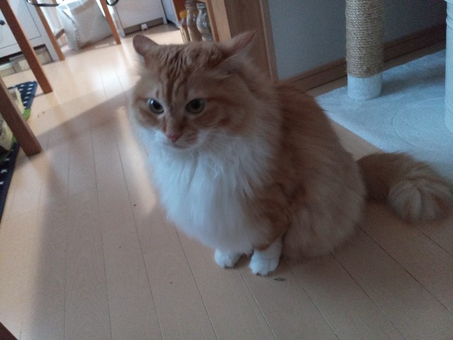 f:id:izumihudousan2007:20201021063501j:image f:id:izumihudousan2007:20201021063501j:image