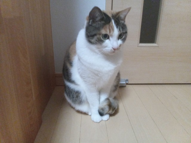 f:id:izumihudousan2007:20201224063019j:image