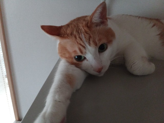 f:id:izumihudousan2007:20210823063658j:image