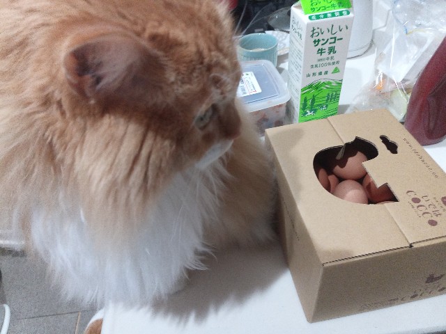 f:id:izumihudousan2007:20220122062108j:image f:id:izumihudousan2007:20220122062108j:image