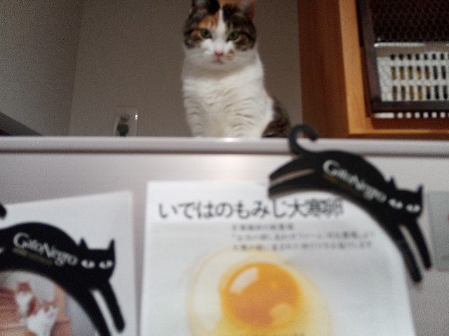 f:id:izumihudousan2007:20220122062126j:image f:id:izumihudousan2007:20220122062126j:image