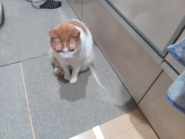 f:id:izumihudousan2007:20220122062204j:image f:id:izumihudousan2007:20220122062204j:image