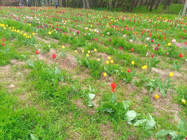 f:id:izumihudousan2007:20220429144142j:image