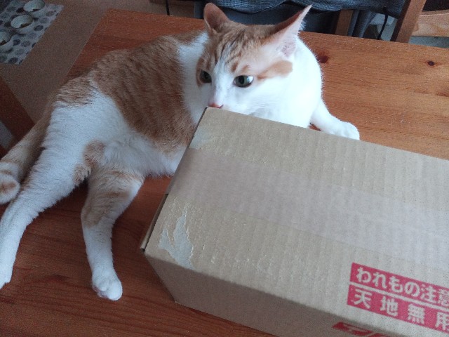 f:id:izumihudousan2007:20220701061746j:image