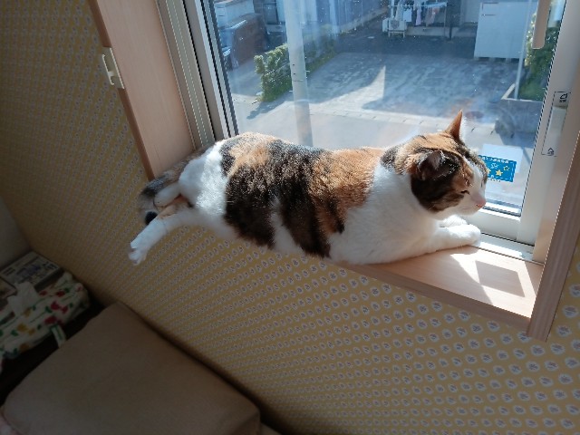 f:id:izumihudousan2007:20240512091306j:image