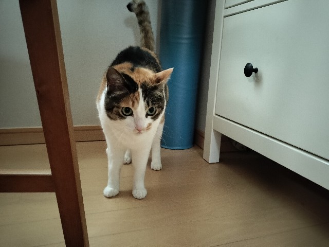 f:id:izumihudousan2007:20240710064437j:image