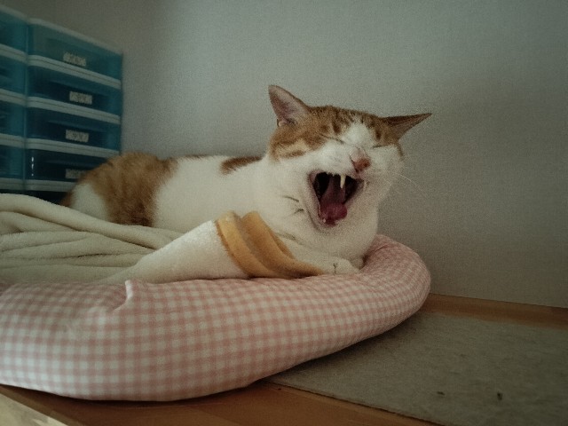f:id:izumihudousan2007:20240710064444j:image