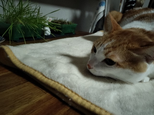 f:id:izumihudousan2007:20241206070310j:image