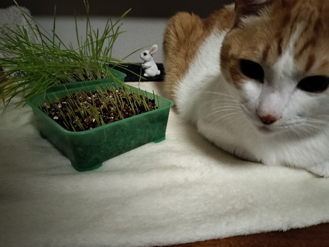 f:id:izumihudousan2007:20241206070338j:image