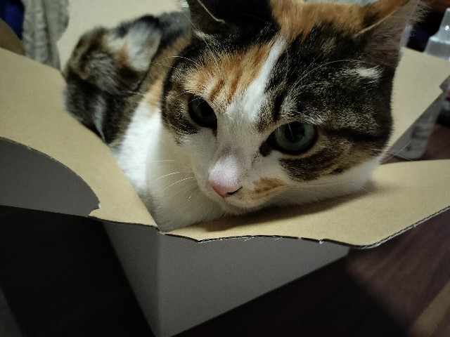 f:id:izumihudousan2007:20250305043325j:image