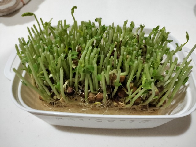 f:id:izumihudousan2007:20250406170113j:image