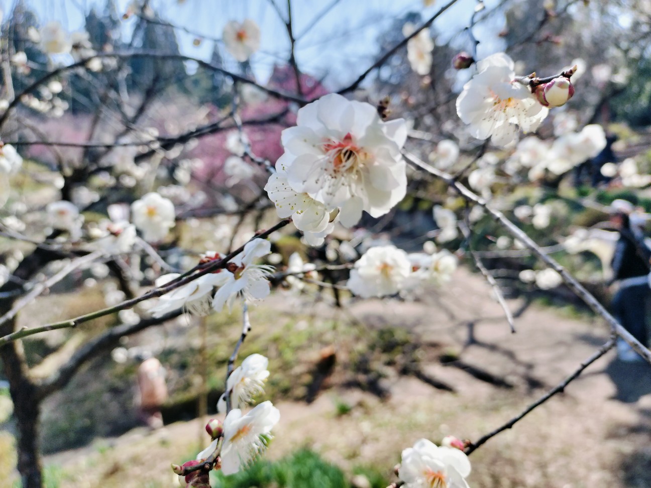 f:id:izumihudousan2007:20260330043456j:image