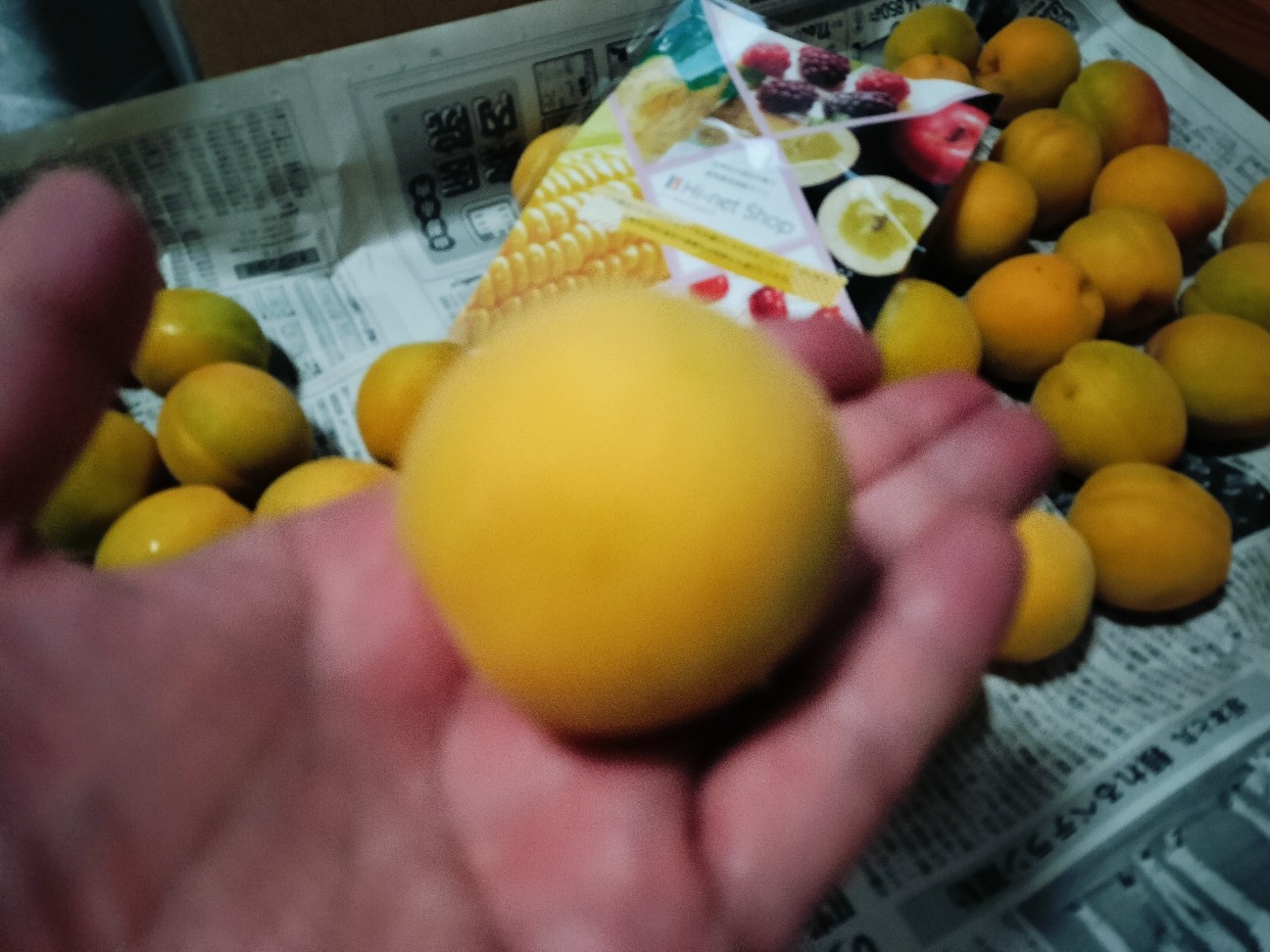 f:id:izumihudousan2007:20260713055620j:image