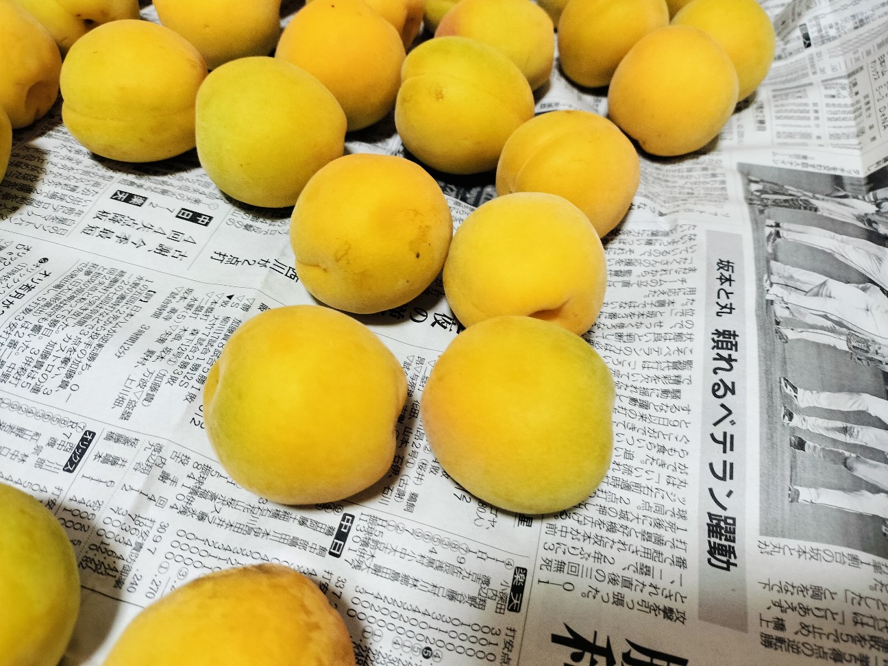 f:id:izumihudousan2007:20260713055629j:image