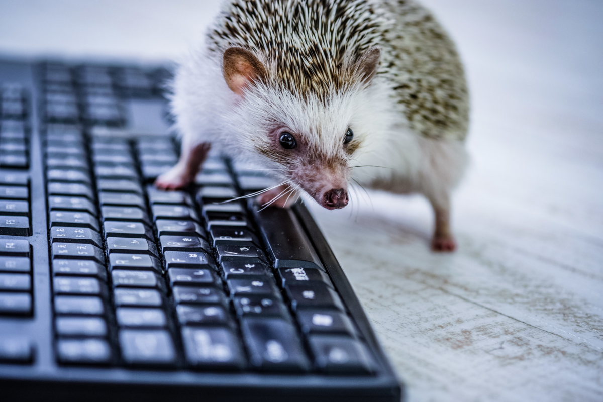 f:id:izumii-19:20190603235249p:plain:w400