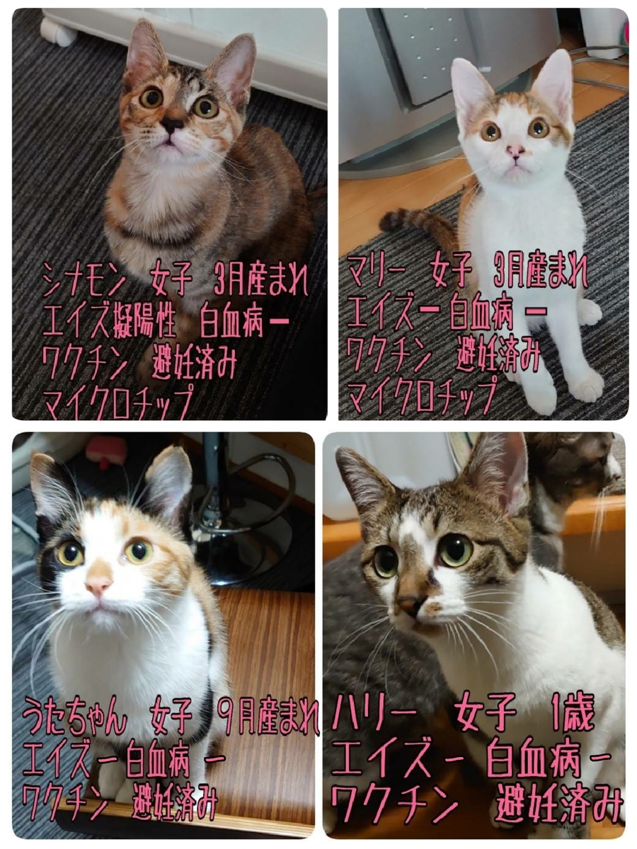 里親募集保護猫