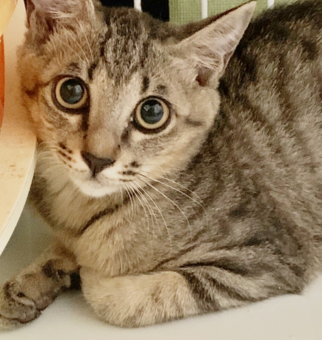 保護猫 子猫 キジトラ