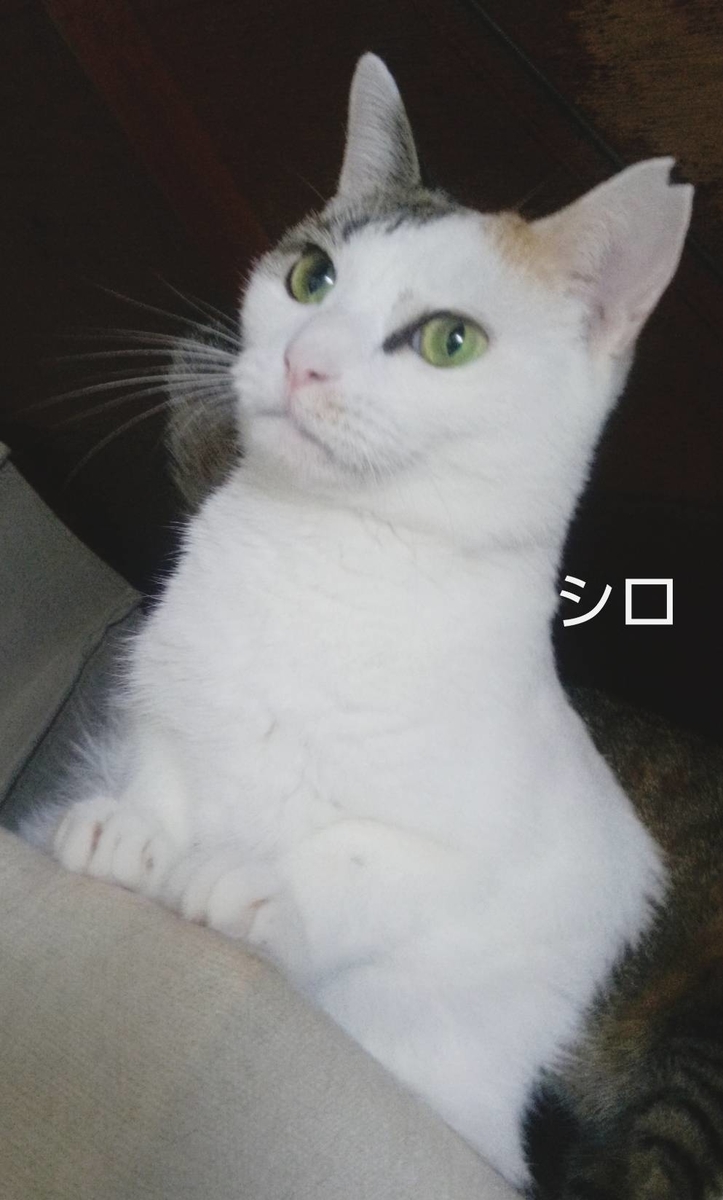 保護猫 飛び三毛