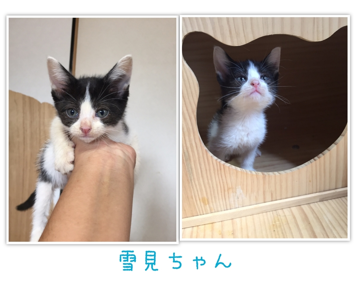 保護猫 子猫 ハチワレ