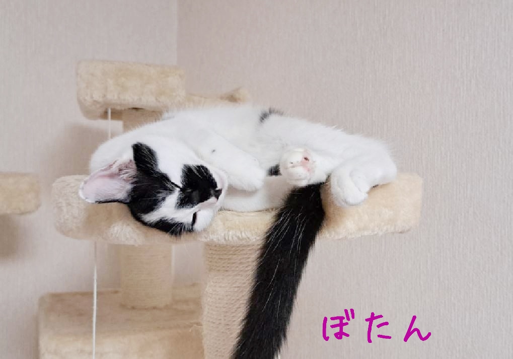 保護猫 子猫 白黒