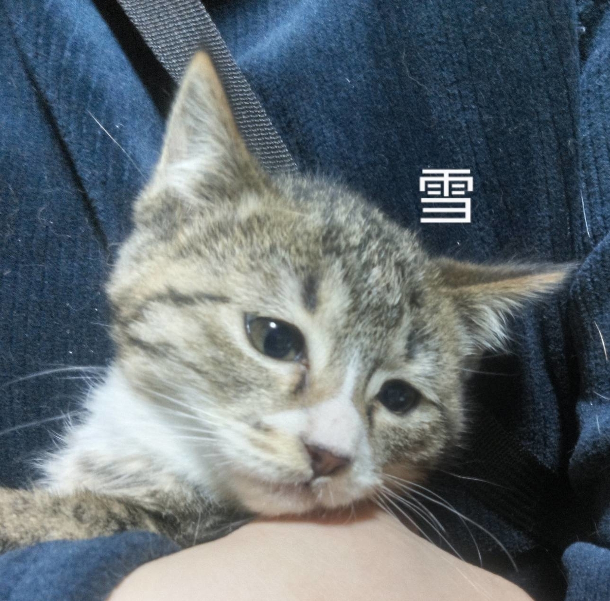 保護猫 子猫 キジ白