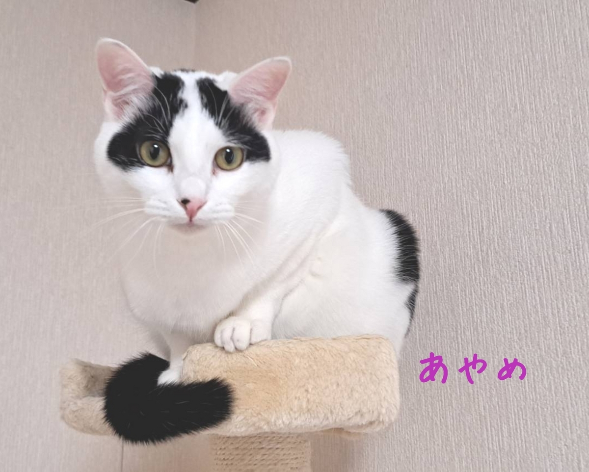 保護猫 ハチワレ