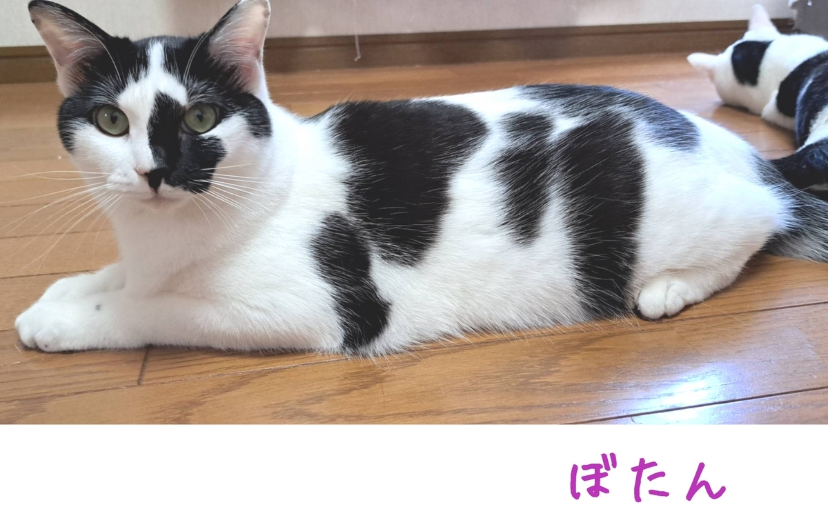 保護猫 里親募集