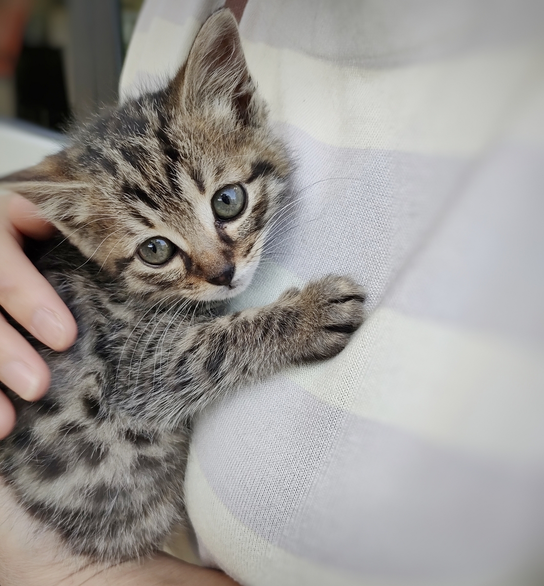 保護猫 子猫 キジトラ