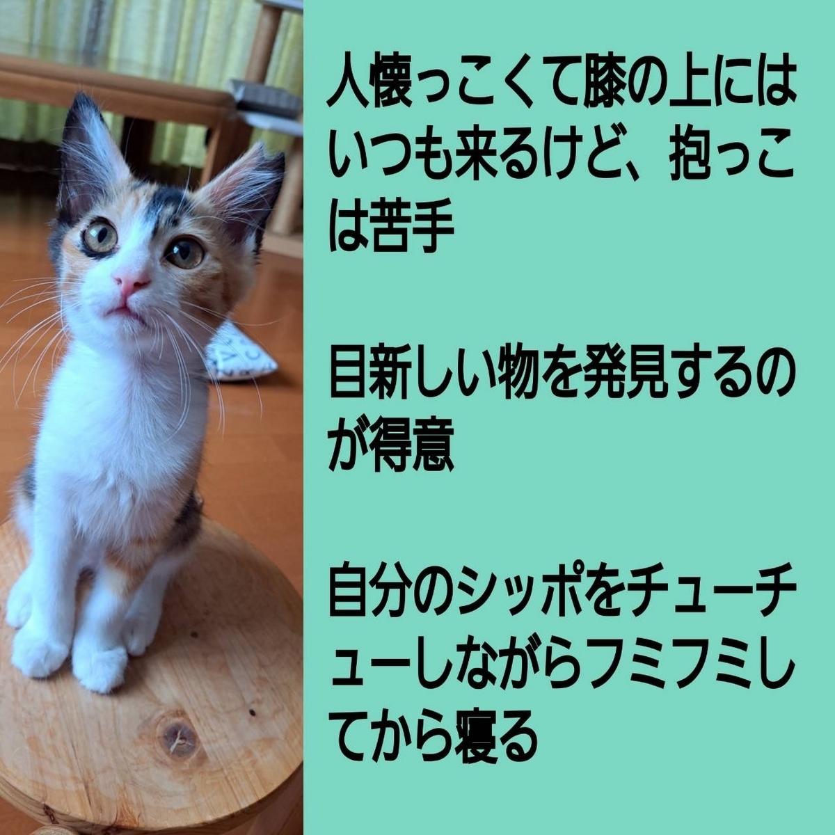 保護猫 子猫 三毛猫