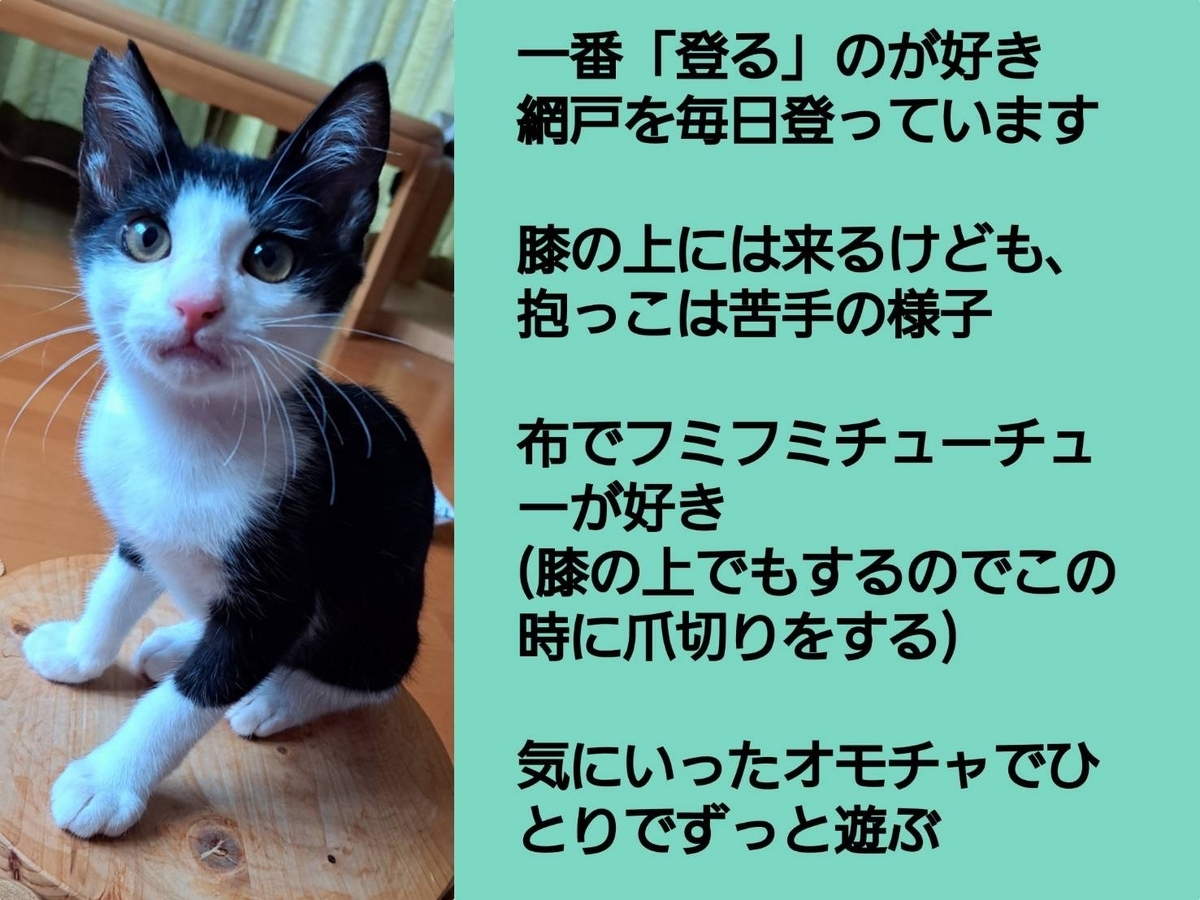 保護猫 子猫 白黒