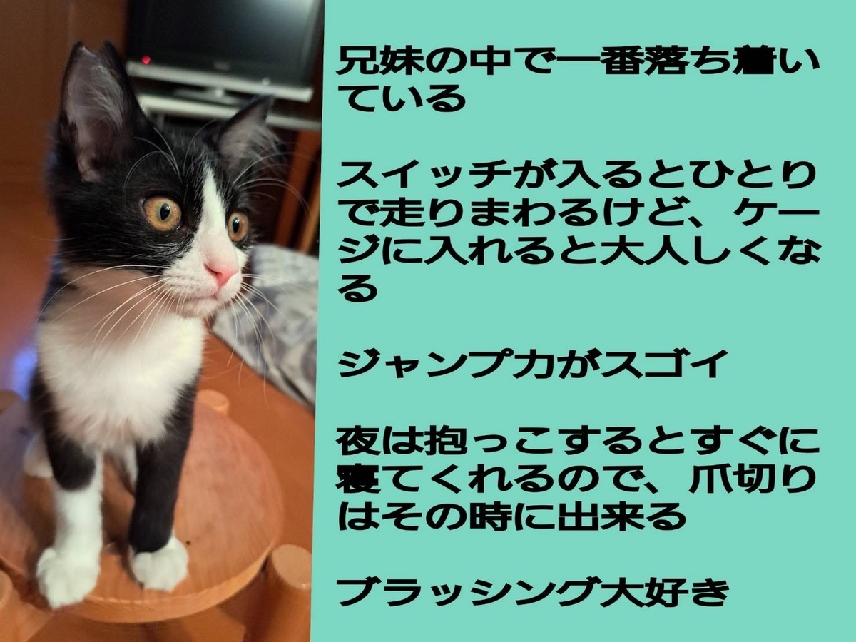 保護猫 子猫 白黒