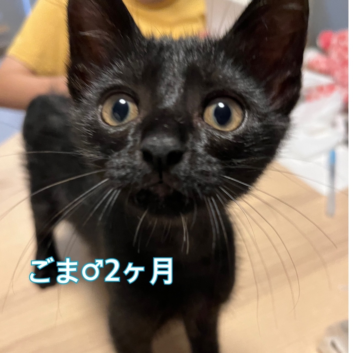 保護猫 子猫 黒猫