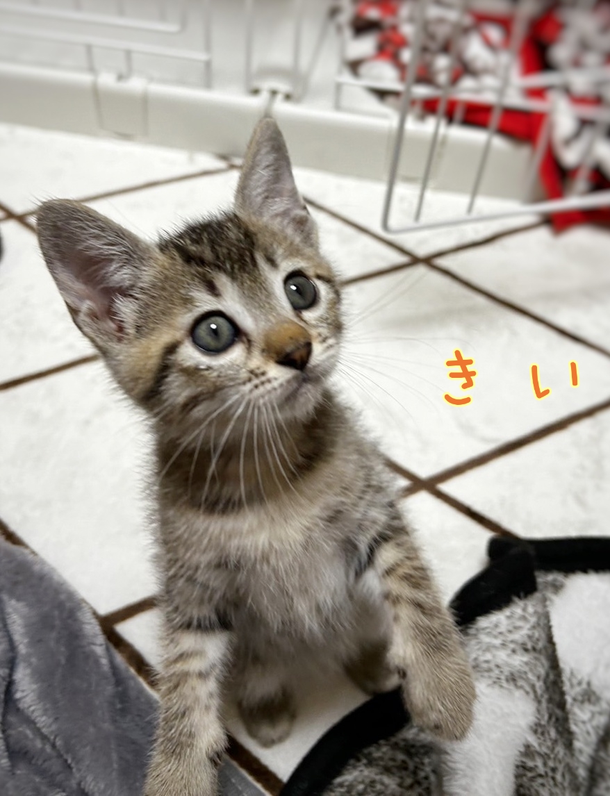 保護猫 子猫 キジトラ